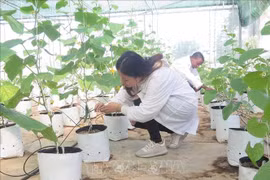 Aplican la tecnología israelí del riego por goteo en Vietnam. (Foto: VNA)