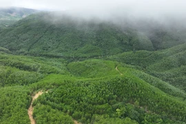 Vietnam impulsa la protección y desarrollo forestal desde inicios de 2026 (Foto: VNA)