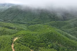 Vietnam impulsa la protección y desarrollo forestal desde inicios de 2026 (Foto: VNA)
