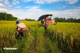 BAD y BIDV impulsan la agricultura sostenible en Vietnam con financiamiento de 250 millones de dólares. (Foto: VNA)