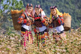 Flor de alforfón convierte a Tuyen Quang en un paisaje único para los turistas