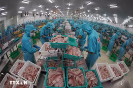 Elaboración de pescado Tra (pangasius) para la exportación. (VNA)