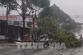 Tifón Kalmaegi deja 5 muertos y daños en Vietnam