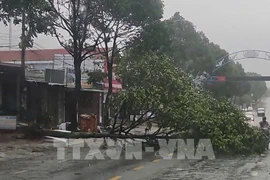 Tifón Kalmaegi deja 5 muertos y daños en Vietnam