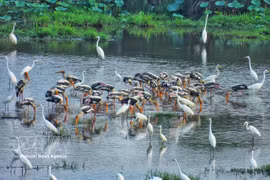 Bandadas de garzas blancas y cigüeñas de cuello lanudo (especie rara incluida en el Libro Rojo de Vietnam) buscan alimento en los humedales del Parque Nacional Tram Chim. (Foto: VNA)