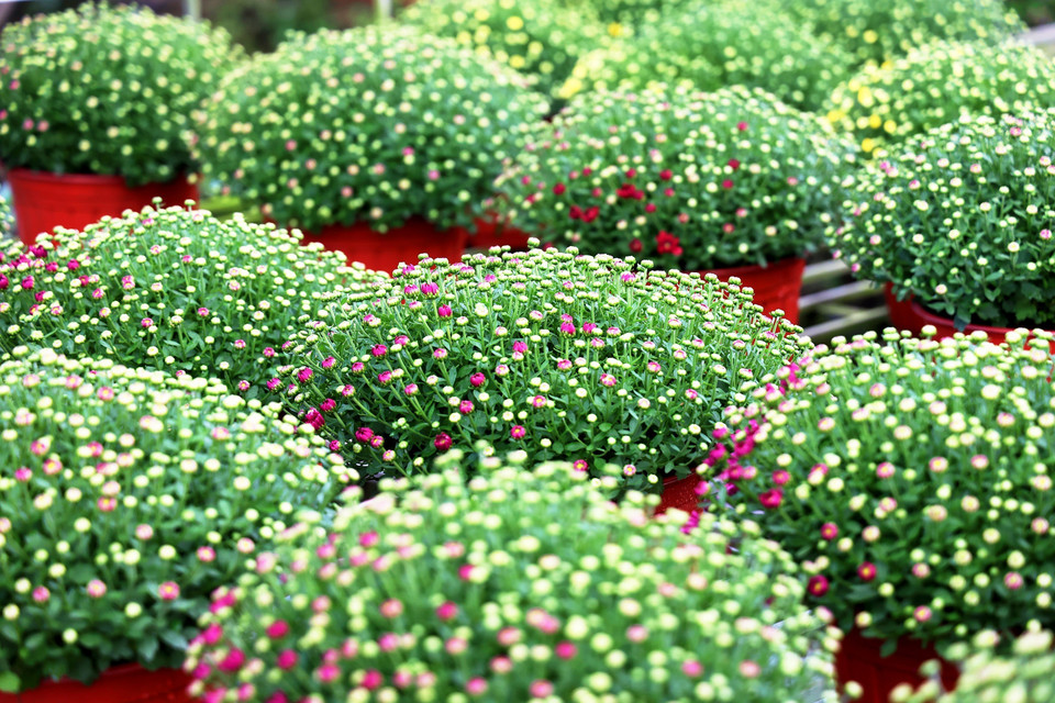 Las macetas de Chrysanthemum morifolium están a punto de abrir sus capullos, listas para florecer justo a tiempo para el Tet 2025. (Foto: VNA)