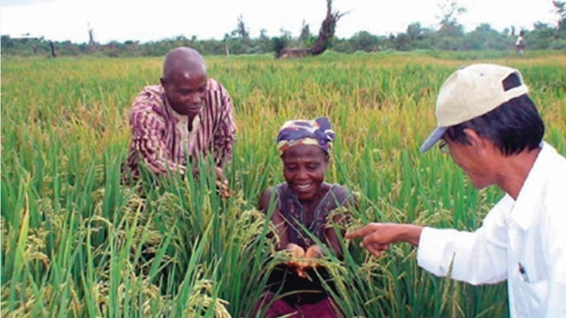 La alegría de los africanos por los éxitos del proyecto de cultivo de arroz apoyado por expertos vietnamitas. Este modelo de cooperación trilateral entre Vietnam, la FAO y Senegal ha sido ampliado y aplicado con éxito. (Foto: VNA)