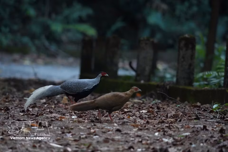 Una pareja de faisanes crestados se alimenta en el Parque Nacional Bach Ma. (Foto: VNA)