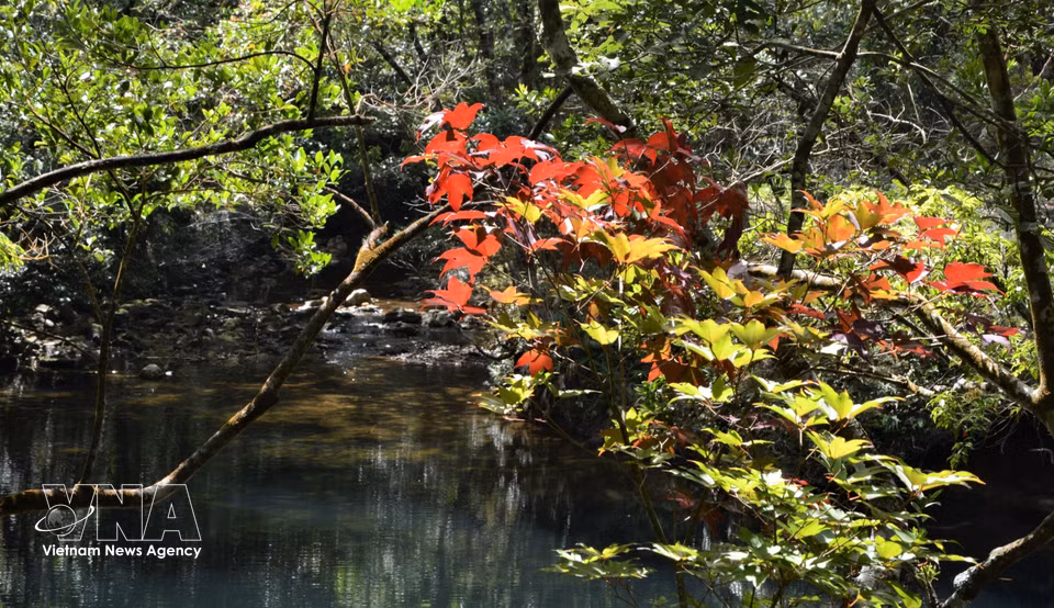 La abundante y variada vegetación del Parque Nacional Bach Ma. (Foto: VNA)