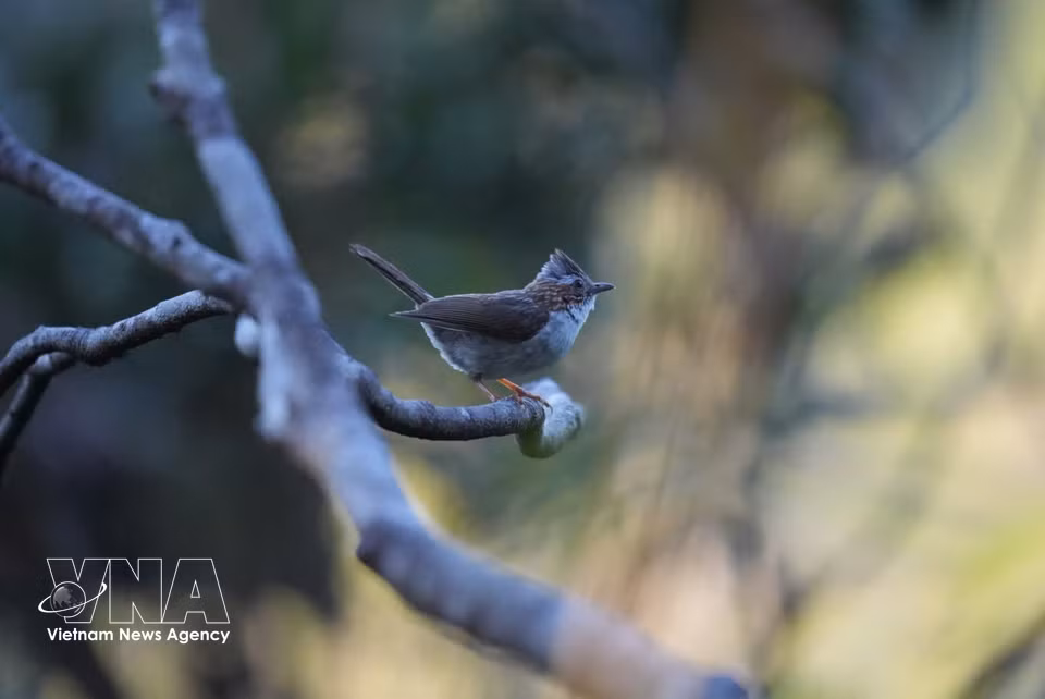 Diversas especies de aves raras habitan el Parque Nacional Bach Ma. (Foto: VNA)