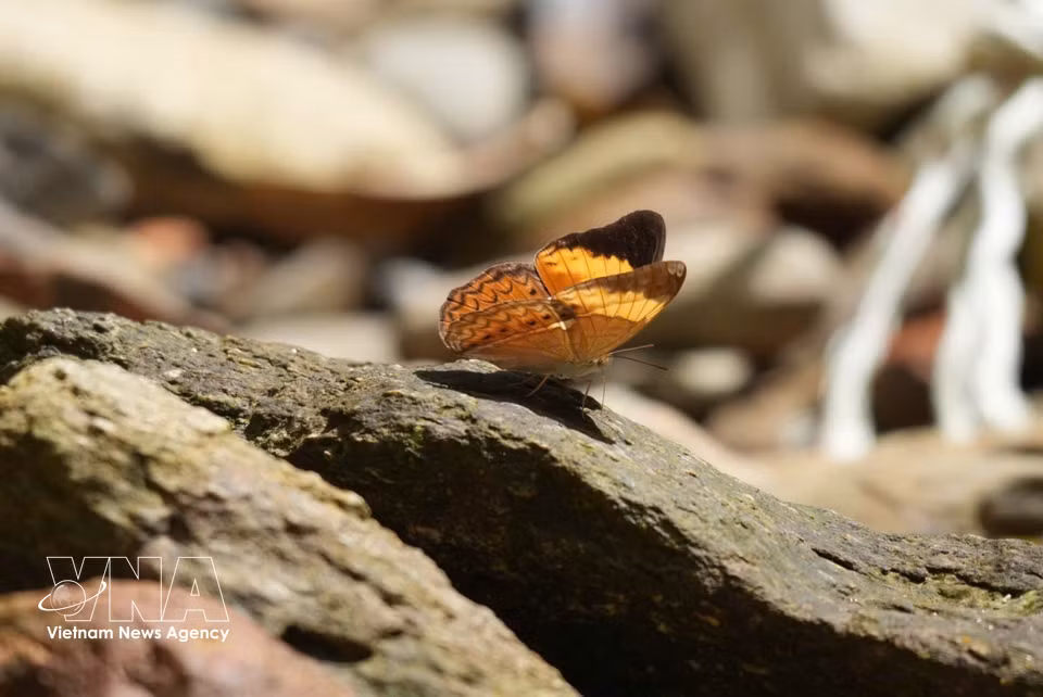 Una mariposa en el Parque Nacional Bach Ma. (Foto: VNA)