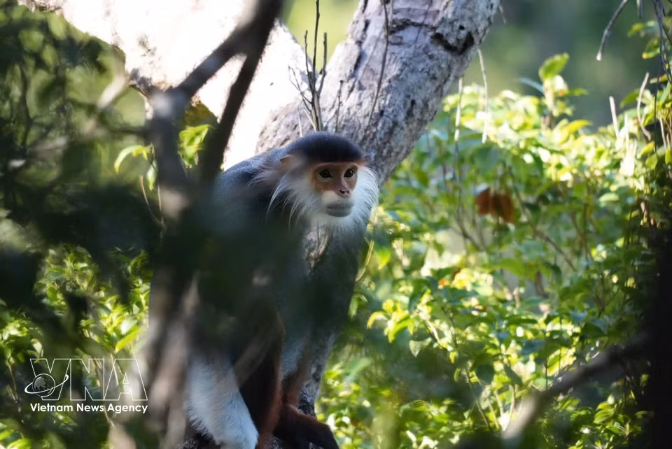 Un ejemplar de langur douc de patas rojas en el Parque Nacional Bach Ma. (Foto: VNA)