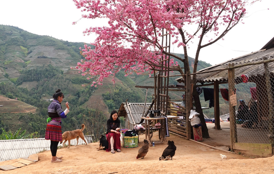 Los habitantes la cultivan alrededor de sus casas, aportando color y armonía al paisaje. (Foto: VNA)