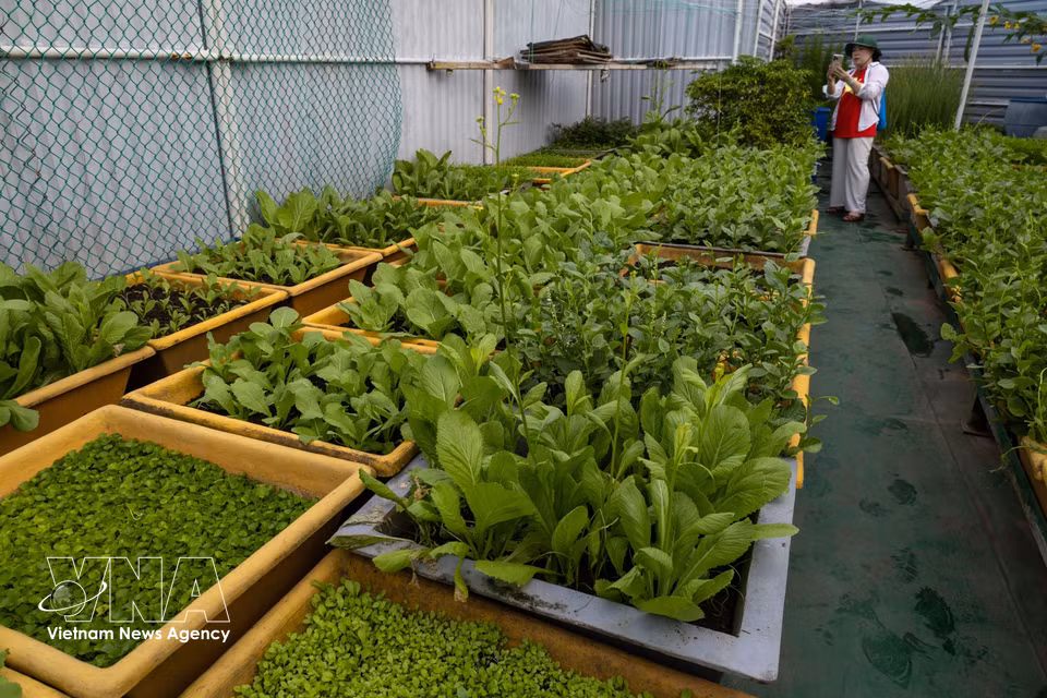 Un huerto verde en la plataforma DK1. (Foto: VNA)