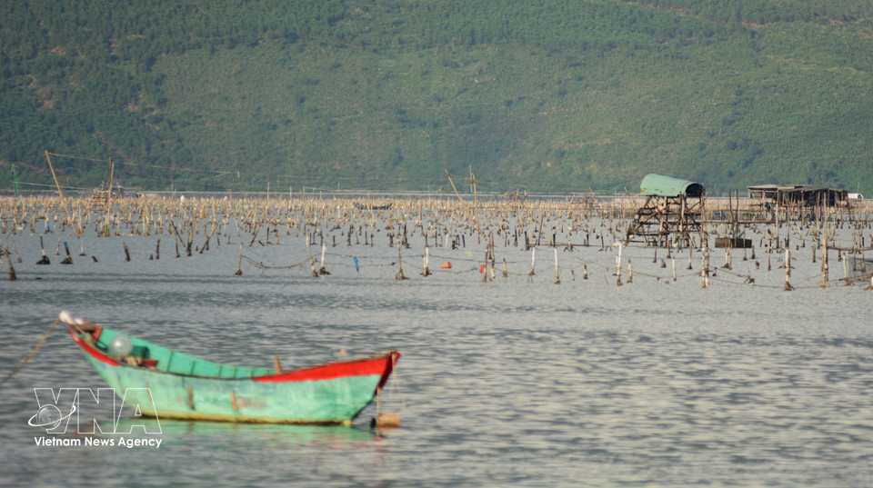 Zonas de cultivo de ostras de los habitantes de Hue en medio de la inmensidad de la laguna Lap An. (Foto: VNA)