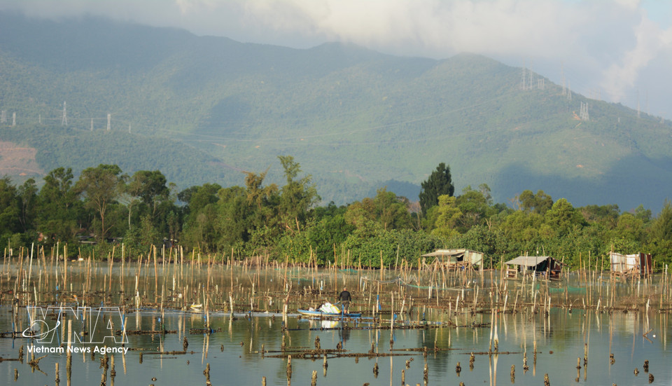 Habitantes locales se dedican al cultivo de ostras en la laguna Lap An. (Foto: VNA)
