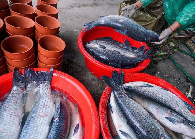 El pescado utilizado para la cocción debe ser del tipo carpa negra, pesando al menos cinco kilogramos, con un cuerpo largo, una cabeza grande y debe haber sido criado por más de tres años para cumplir con los estándares. (Foto: VNA)