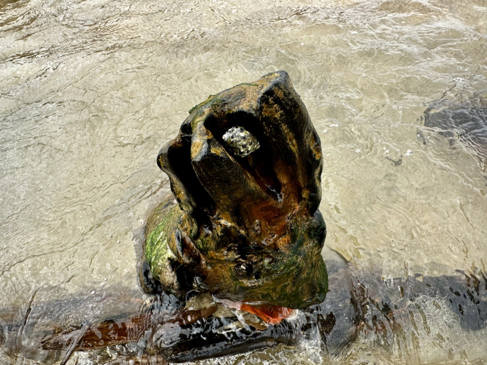 Moluscos parasitarios se adhieren a la madera del barco. (Foto: VNA)