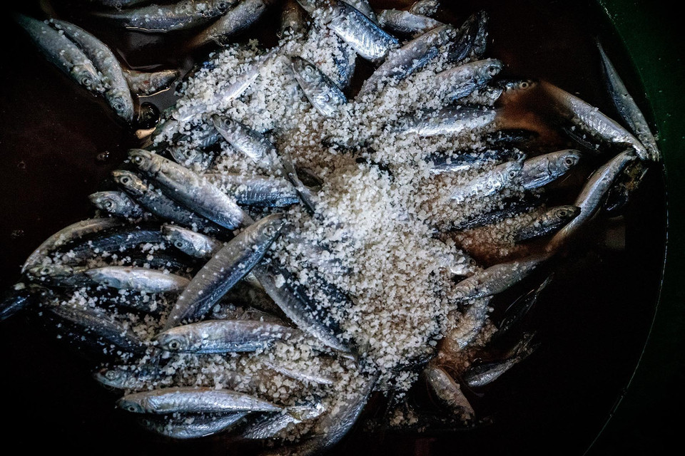 El pescado se sala ligeramente antes de cocerse. (Foto: VNA)