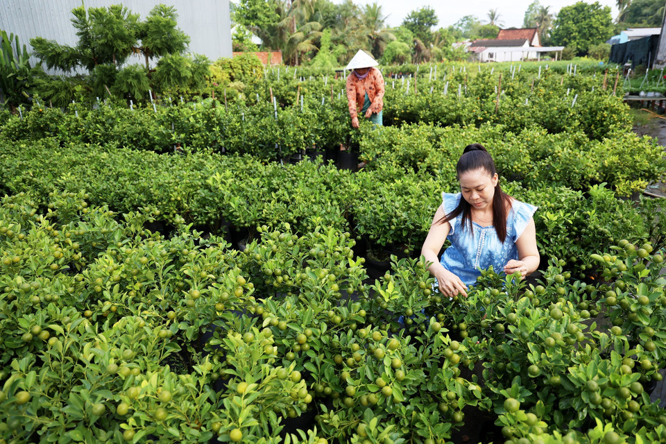 Le Thi Ngoc Phuong, dueña de un vivero de flores ornamentales en Sa Dec, cuida las macetas de kumquat para prepararlas para el Tet. (Foto: VNA)