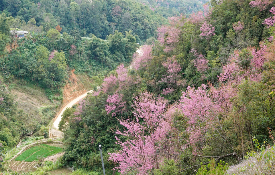 Además de su belleza, el árbol ayuda a proteger el suelo y a reforestar zonas de colinas desnudas. (Foto: VNA)