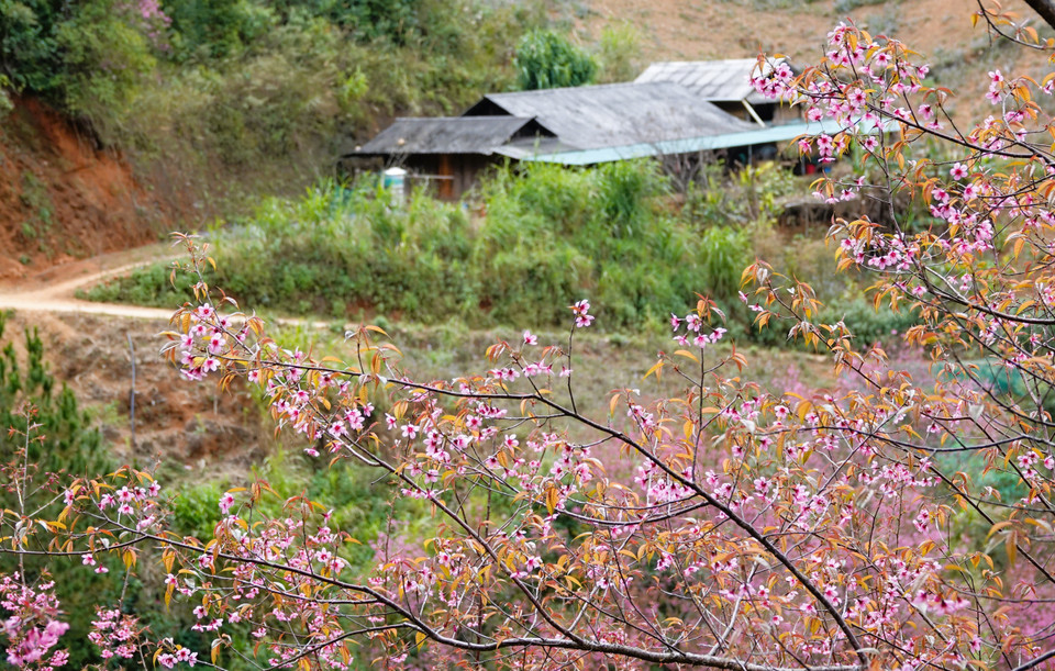 Esta flor sencilla y pura se ha convertido en un emblema del turismo en las zonas altas, promoviendo tanto la economía local como la preservación de la identidad cultural. (Foto: VNA)