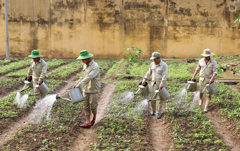 Internos del Centro de Rehabilitación de Drogas Número 1 en Lao Cai participan en actividades agrícolas para mejorar su alimentación diaria. (Foto: VNA)