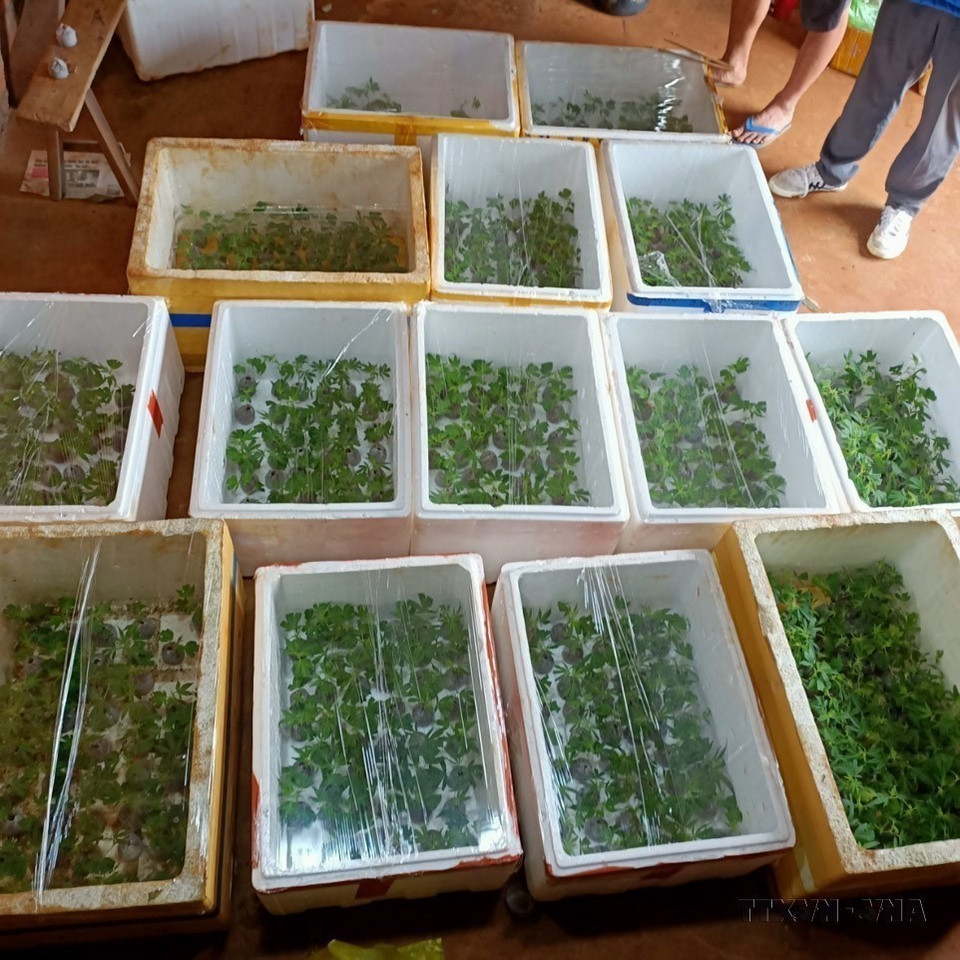 Policía del distrito de Dak Song en coordinación con la policía comunal de Dak Mol sorprenden in fraganti a un individuo cultivando ilegalmente más de tres mil plantas de cannabis en tierras agrícolas del pueblo Ha Nam Ninh, provincia de Dak Nong. (Foto: VNA)