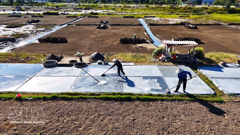 Salineros utilizan rastrillo para recoger la sal cristalizada en las áreas de evaporación. (Foto: VNA)