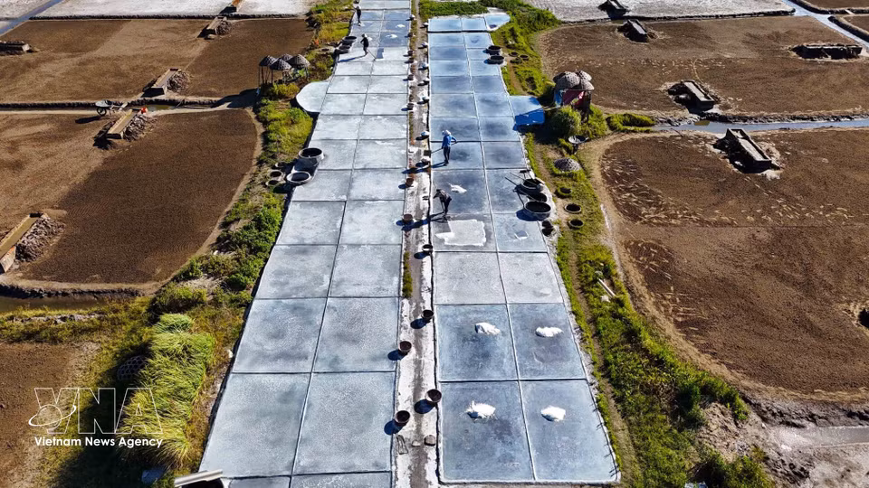 Los salineros de Chau Ha continúan la cosecha de sal bajo el abrasador sol del verano. (Foto: VNA)