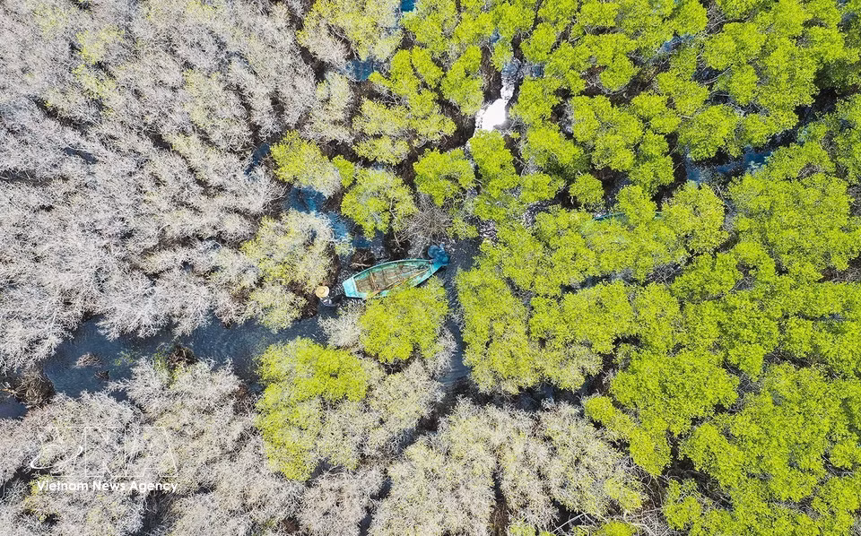 Las hojas del mangle negro de flores blancas (Lumnitzera racemosa) cambian progresivamente de verde a amarillo hasta adquirir un tono blanquecino, creando un paisaje singular de gran valor escénico. Foto: VNA