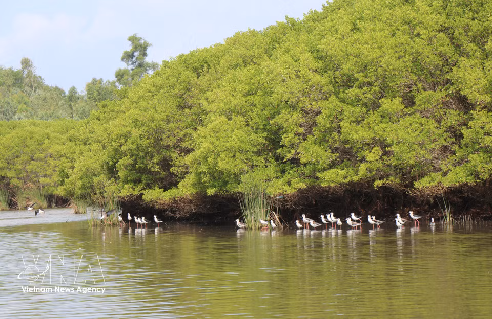 El área constituye un importante refugio para aves silvestres que anidan en el ecosistema. Foto: VNA