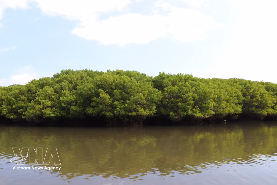 El manglar de Bau Ca Cai actúa como un auténtico “pulmón verde”, contribuyendo a mejorar la calidad ambiental de la comunidad local. Foto: VNA