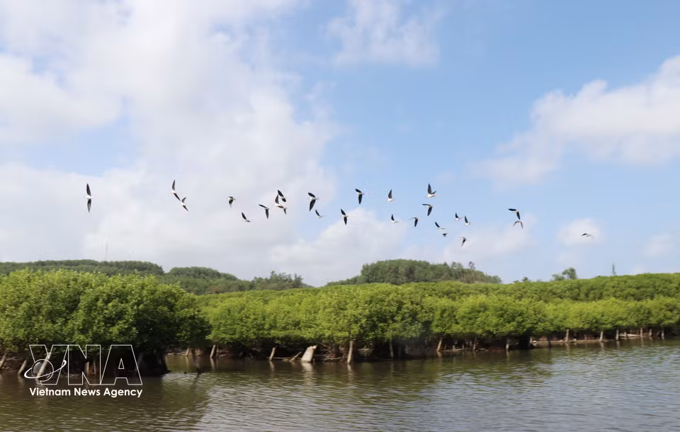 Tras su recuperación, la zona ha favorecido el retorno de numerosas especies de aves para su reproducción. Foto: VNA