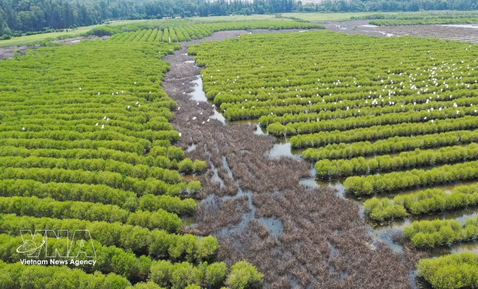 Ubicado en la comuna de Van Tuong, el manglar alberga extensas formaciones de mangle negro de flores blancas, especie característica del área. Foto: VNA