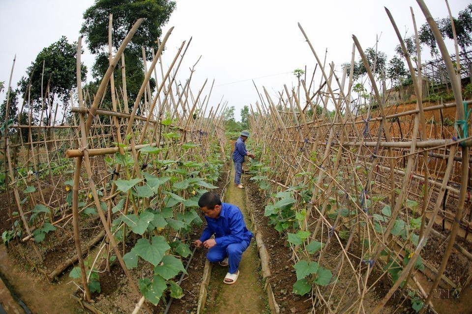 Internos del Centro de Rehabilitación de Drogas de la provincia de Yen Bai en labores agrícolas productivas. (Foto: VNA)
