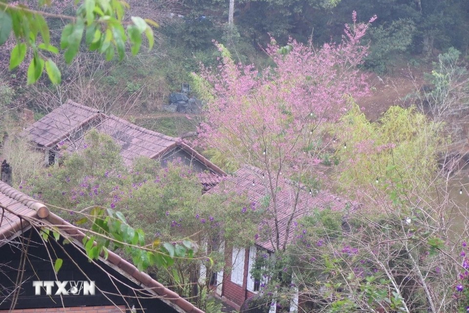 Las flores de durazno silvestre crecen a orillas del lago Dam Bri. (Foto: VNA)