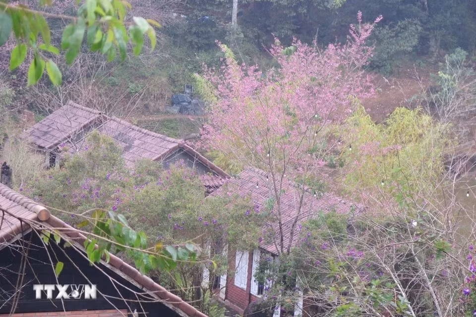 Las flores de durazno silvestre crecen a orillas del lago Dam Bri. (Foto: VNA)