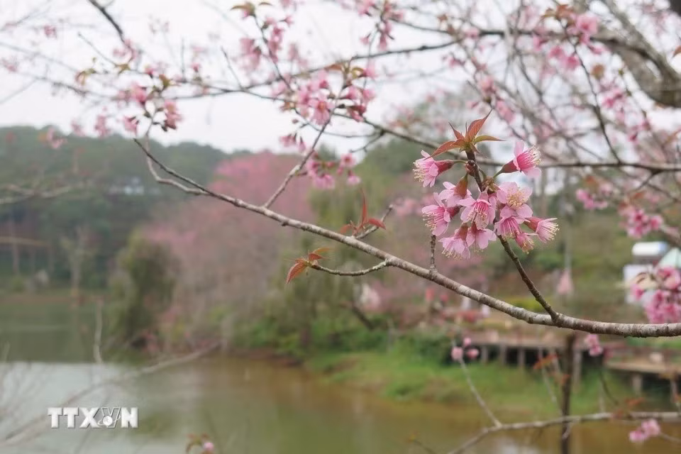 Este año, las flores de durazno silvestre en Mang Den se consideran más hermosas que en temporadas anteriores. (Foto: VNA)