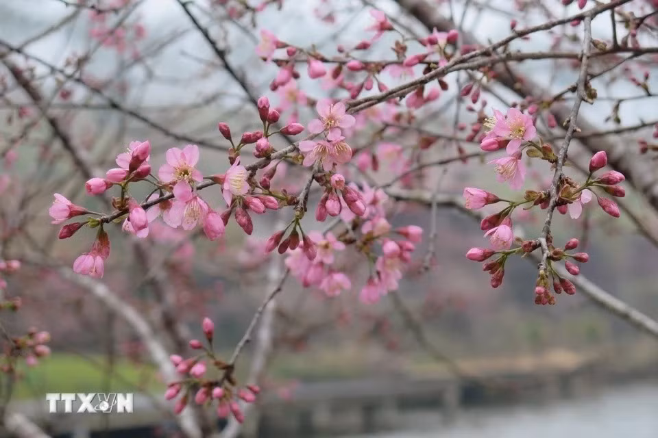 Con flores grandes y una floración densa y uniforme, esta temporada ha dejado una imagen espectacular, transformando a Mang Den en un lugar aún más pintoresco. (Foto: VNA)