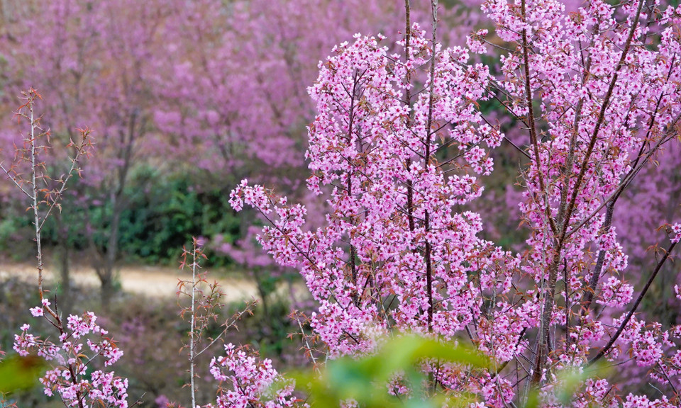 Cada año, durante su floración, se celebra un festival que reúne a numerosos turistas. (Foto: VNA)
