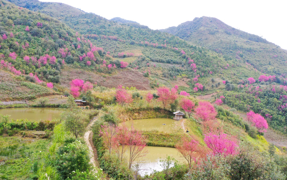 La mezcla del rosa intenso de To Day con el verde de los bosques crea un paisaje que combina majestuosidad y delicadeza. (Foto: VNA)