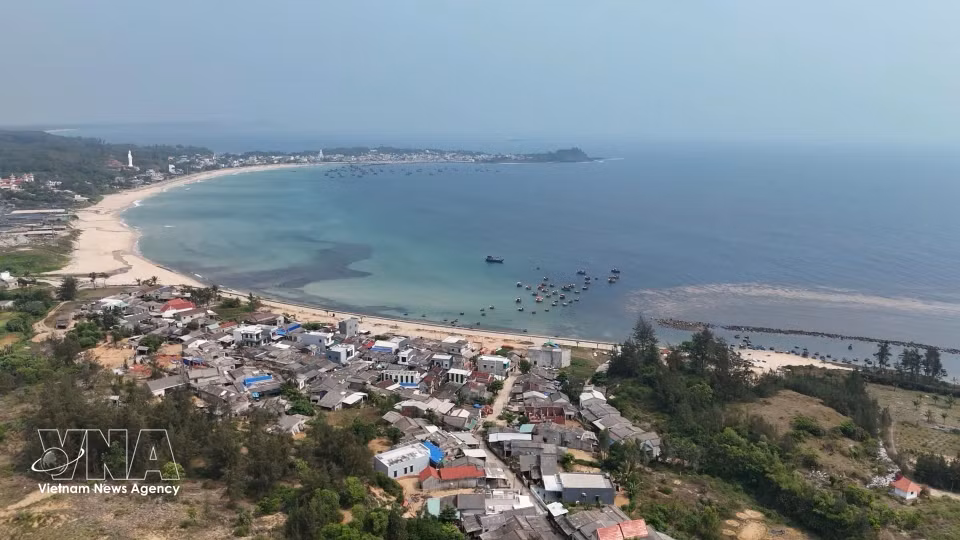 Uno de los mayores bancos de sargazo se extiende en las aguas de la aldea de Phuoc Thien, comuna de Van Tuong, provincia de Quang Ngai. (Foto: VNA)