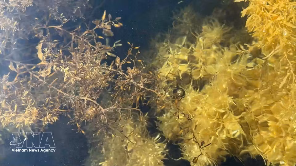 Los ecosistemas de sargazo se distribuyen en varias zonas costeras de la provincia de Quang Ngai, desempeñando un papel clave en la conservación de la biodiversidad marina. (Foto: VNA)