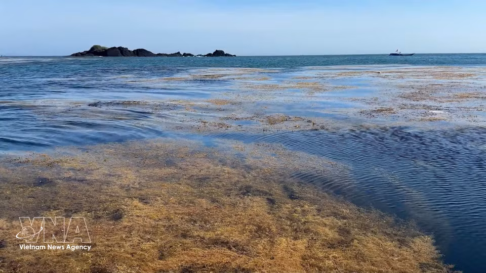 El impresionante paisaje del ecosistema de sargazo en las aguas de la comuna de Dong Son, provincia de Quang Ngai. (Foto: VNA)