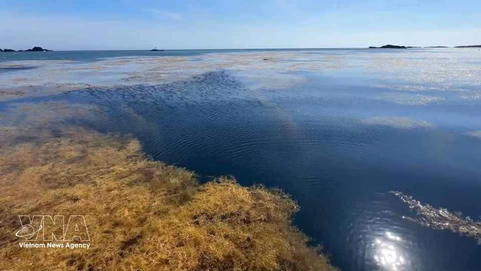Panorámica del ecosistema de sargazo en las aguas de la comuna de Dong Son, provincia de Quang Ngai. (Foto: VNA)