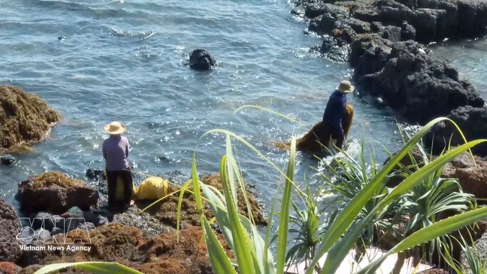 Habitantes de la comuna de Dong Son recolectan sargazo que llega a la costa y a los afloramientos rocosos tras ser arrastrado por el oleaje. (Foto: VNA)