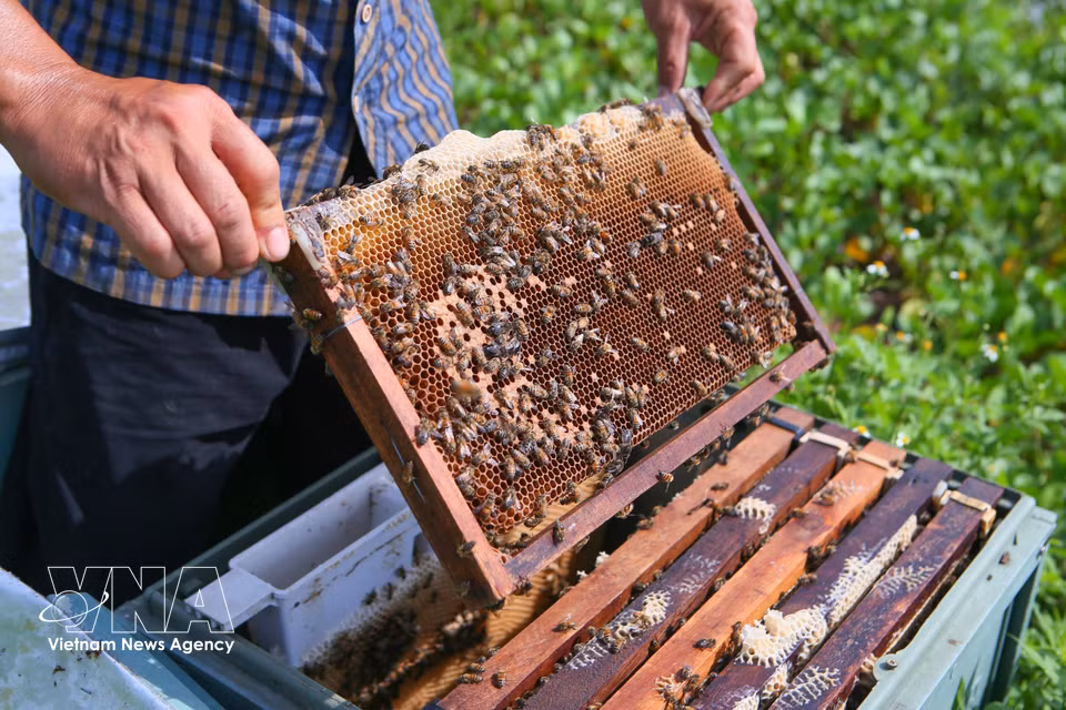 Un apicultor extrae los cuadros de una colmena para comprobar la calidad de la miel. (Foto: VNA)