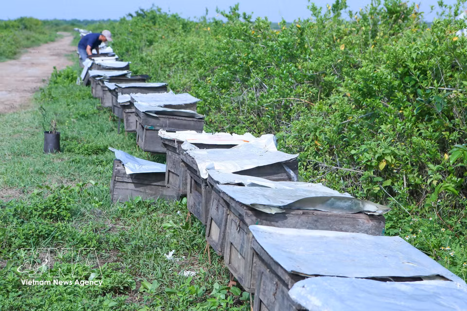 Cada año, entre 5.000 y 6.000 colonias de abejas son trasladadas al Parque Nacional de Xuan Thuy para aprovechar la floración de los árboles su y vet. (Foto: VNA)