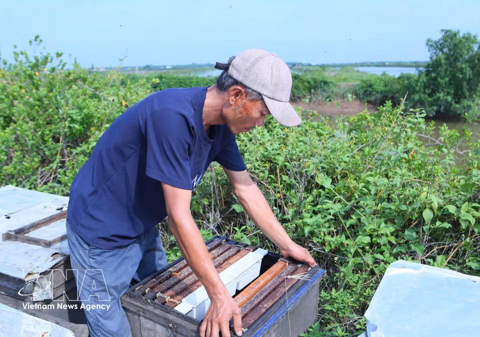Un apicultor reorganiza los cuadros dentro de la colmena para garantizar las mejores condiciones de producción de miel. (Foto: VNA)